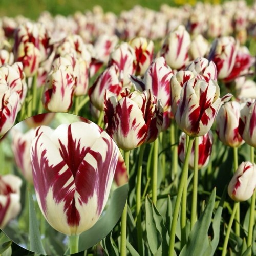 Tulipa 'Grand Perfection' - Tulp 'Grand Perfection'